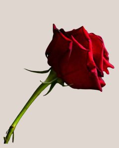 L&rsquo;amore come lingua universale
