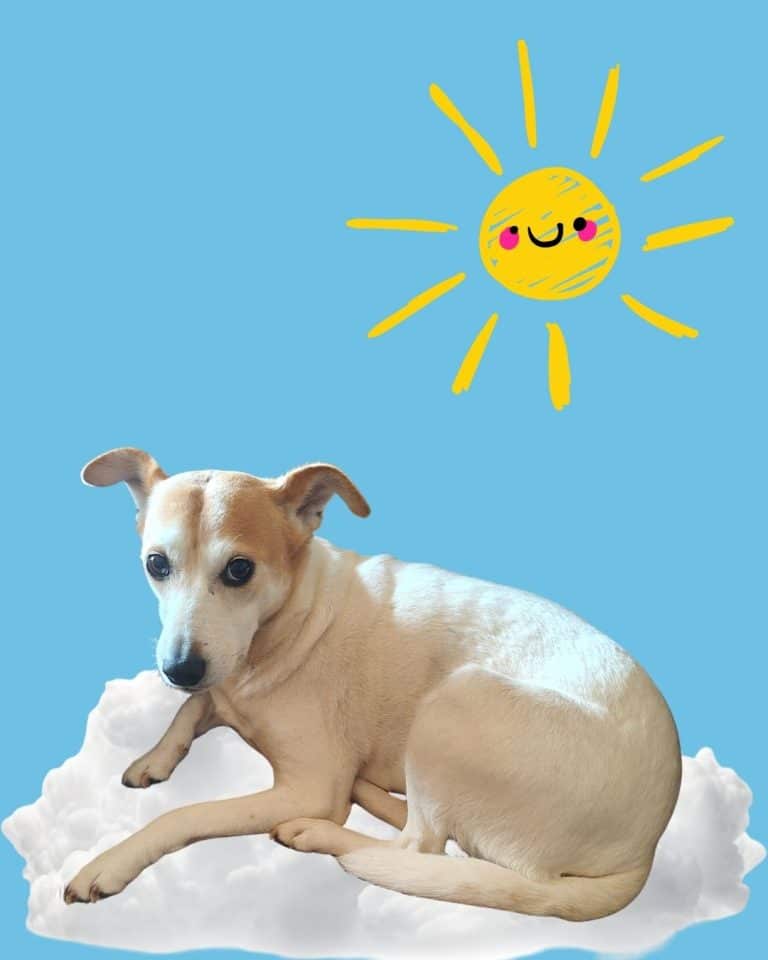 E' l'immagine del cane della nostra famiglia Shayla posto simpaticamente sopra una nuvoletta nel cielo per Lo sguardo del cane